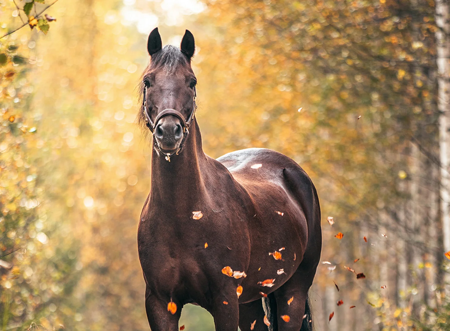 Viikon Kuva: Teemu Tuomioja, New Forest